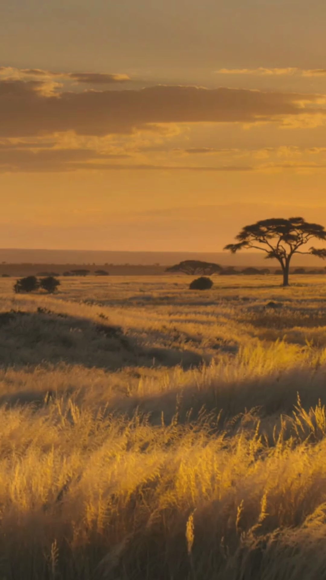 Charger la vidéo : 