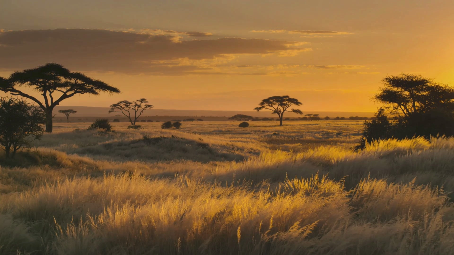 Charger la vidéo : 